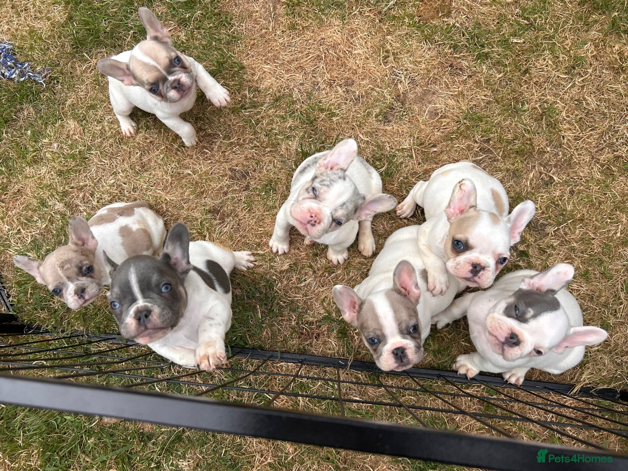 French Bulldog dogs Exotic French bulldog puppies  - Advert 5