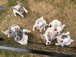 French Bulldog dogs Exotic French bulldog puppies - Advert 5