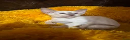 Siamese cats for sale: 6 stunning Siamese kittens available  - Advert 24