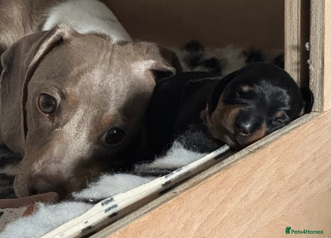 Miniature Dachshund dogs for sale: Miniature dachshunds - Image 6