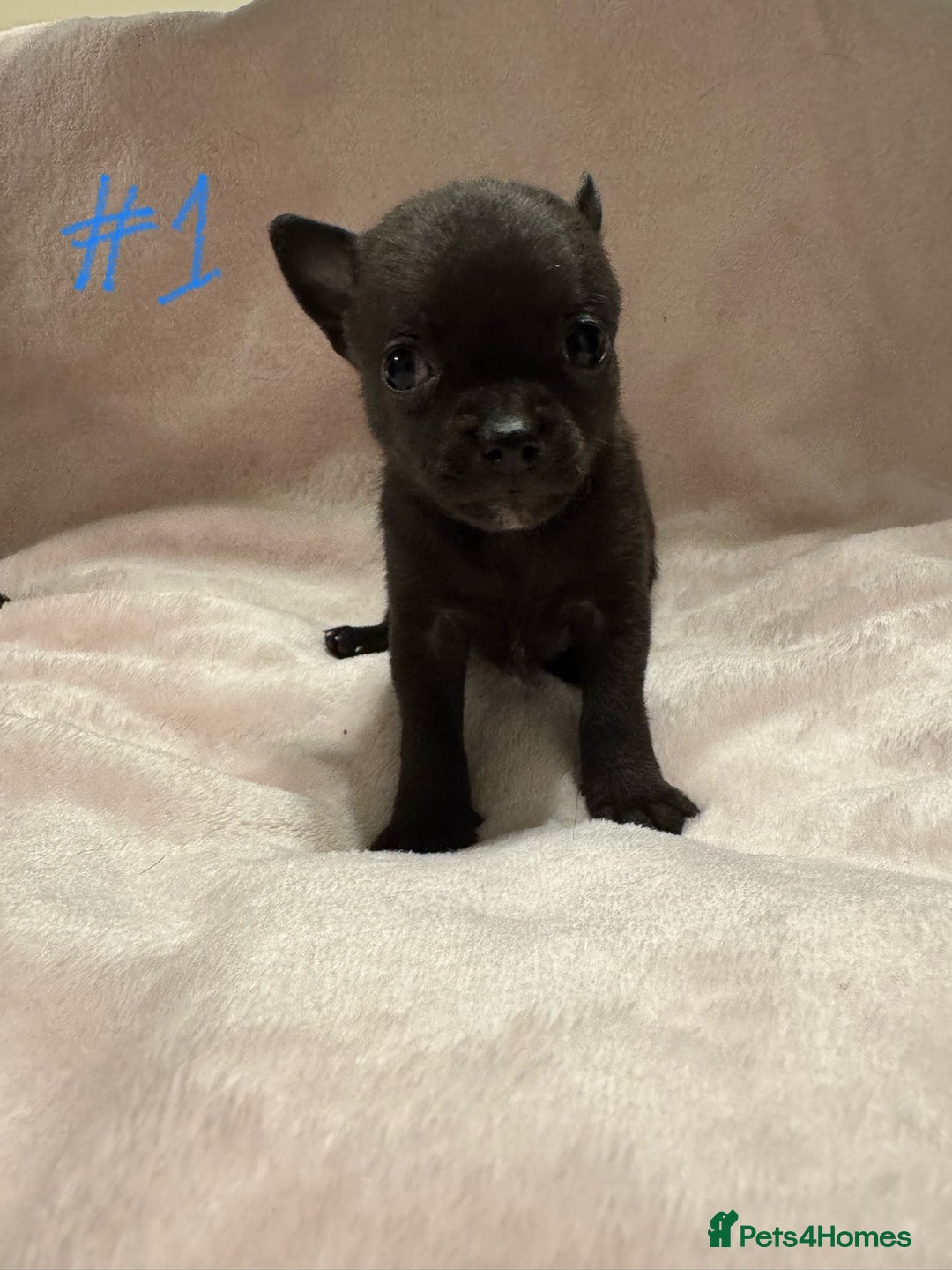 Chihuahua dogs for sale: KC Reg short-hair Chihuahua apple-headed puppies - Advert 26