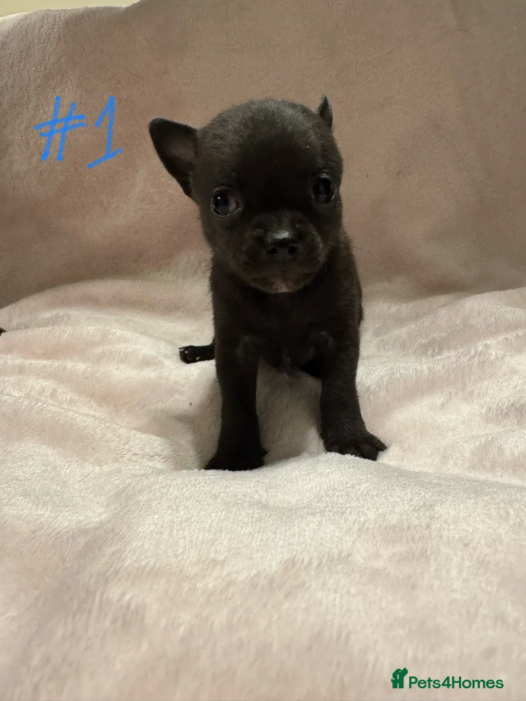 Chihuahua dogs for sale: KC Reg short-hair Chihuahua apple-headed puppies - Advert 24