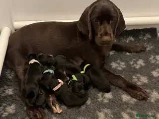 Cockapoo dogs F1 show type cockapoo puppies - Advert 1