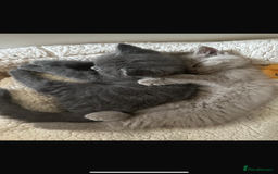 British Shorthair cats for sale: British shorthair - Image 6