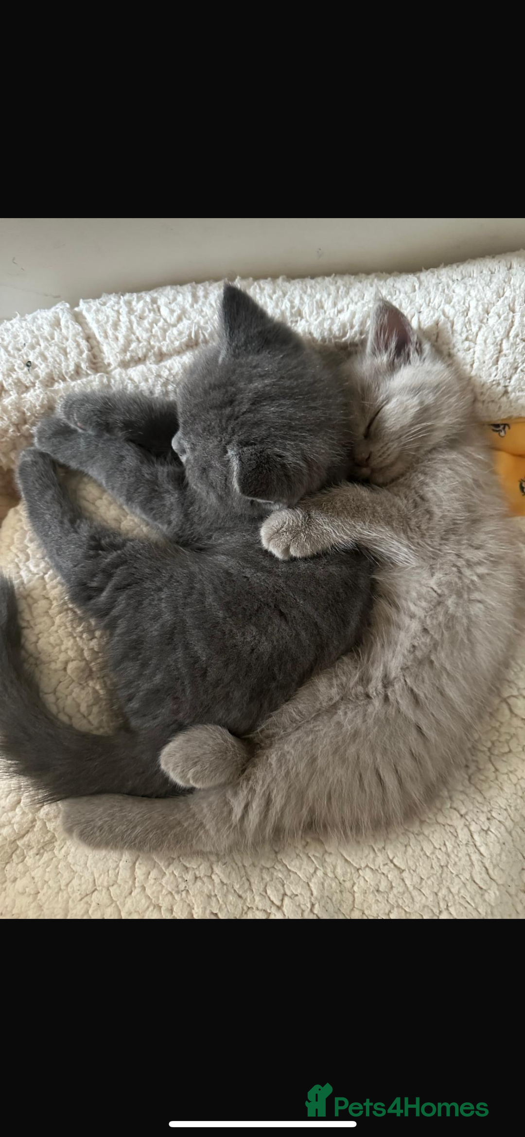 British Shorthair cats for sale: British shorthair - Image 6