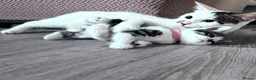 Mixed Breed cats for sale: Beautiful kittens looking for their forever home in Tadworth - Advert 5