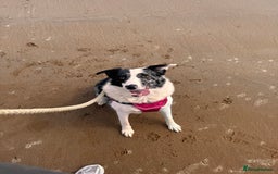 Border Collie dogs for sale: Border collie pups - Image 5