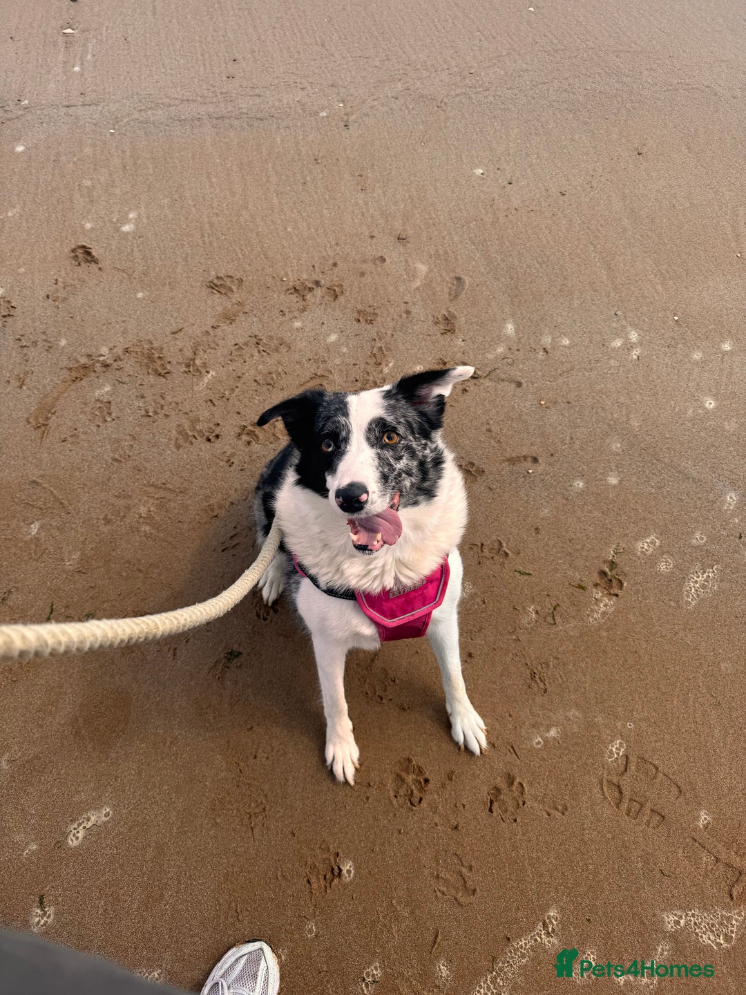 Border Collie dogs for sale: Border collie pups - Image 5