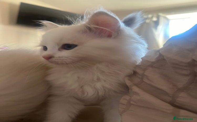 Ragdoll cats - Advert 7