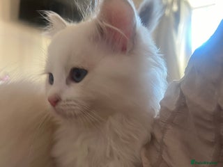 Ragdoll cats - Advert 7