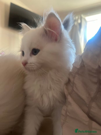 Ragdoll cats - Advert 6