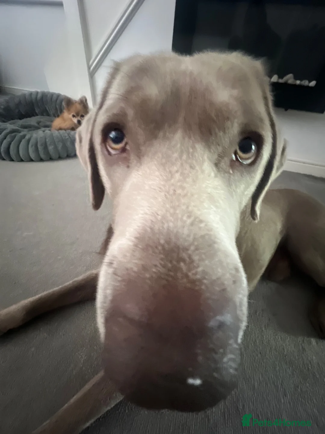 Labrador Retriever dogs for stud: STUNNING SILVER LABRADOR AVAILABLE FOR STUD in Sheffield - Advert 26