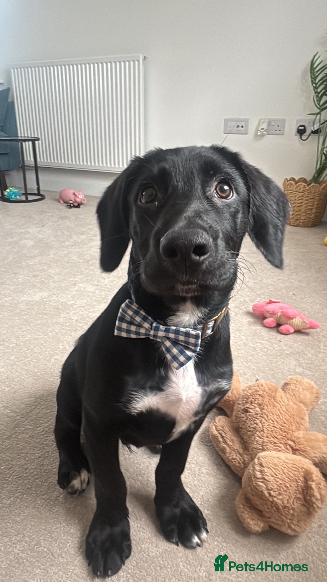 Mixed Breed dogs for sale:  ❤️Rehoming Bailey 7 months old ❤️ - Advert 14