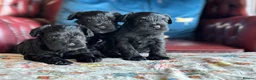 Miniature Schnauzer dogs for sale: Miniature Schnauzer KC reg puppies  - Advert 6