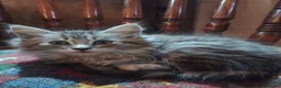 Maine Coon cats for sale: Maine Coon female kitten, mother TICA registered. - Advert 4