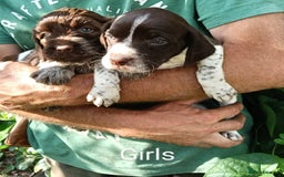 Mixed Breed dogs for sale: New Norfolk Spaniels- Ready Now - Image 13