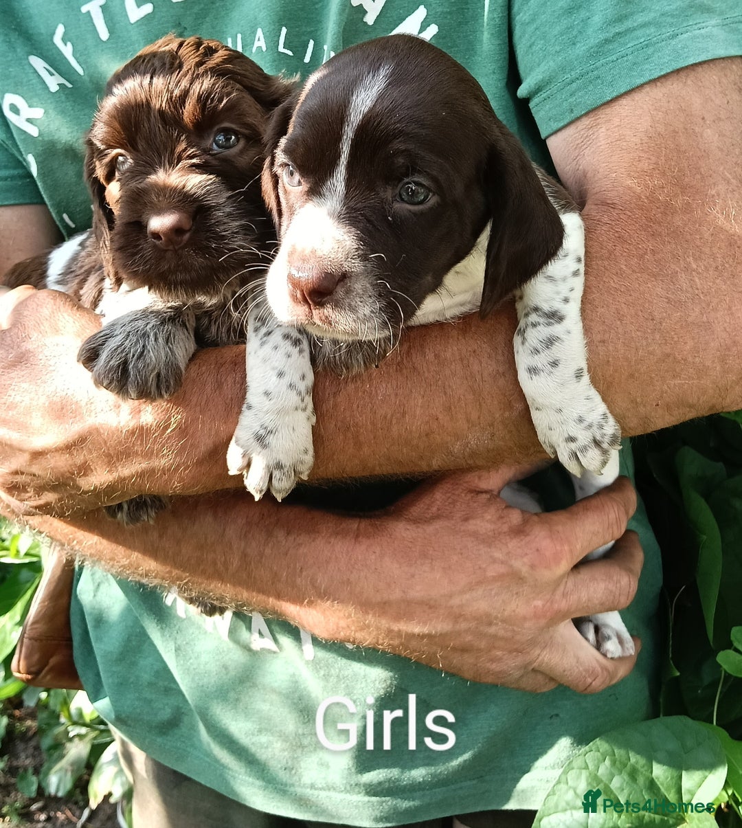 Mixed Breed dogs for sale: New Norfolk Spaniels- Ready Now - Image 13