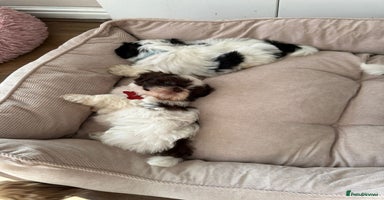 Shih Tzu dogs - Advert 9