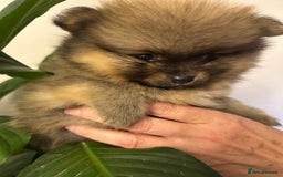 Pomeranian dogs for sale: Kc reg. Show quality 3 Pomeranian girls - Image 17