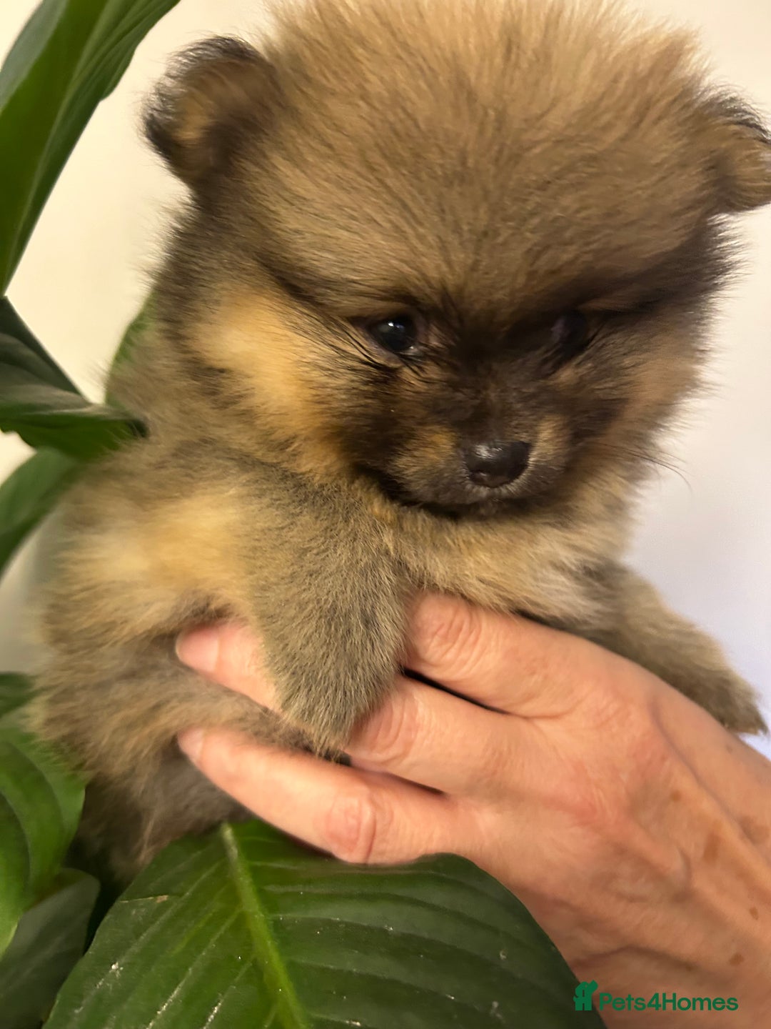 Pomeranian dogs for sale: Kc reg. Show quality 3 Pomeranian girls - Image 17
