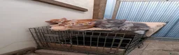 Mixed Breed cats for sale: Kittens for new homes in Ilminster - Advert 3