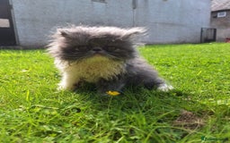 Persian cats for sale: Adorable Pure persian kitten  - Image 8