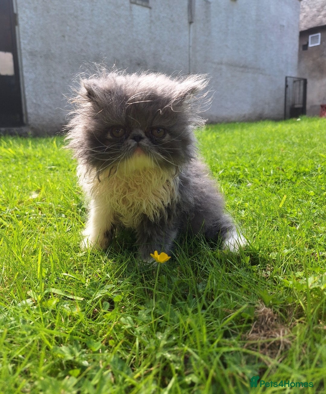 Persian cats for sale: Adorable Pure persian kitten  - Image 8