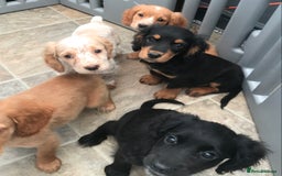 Sprocker dogs for sale: Sprocker pups  - Image 12