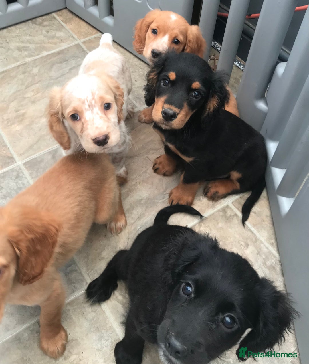 Sprocker dogs for sale: Sprocker pups  - Image 12