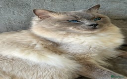 Ragdoll cats for stud: Beautiful Blue point ragdoll for stud  - Image 5