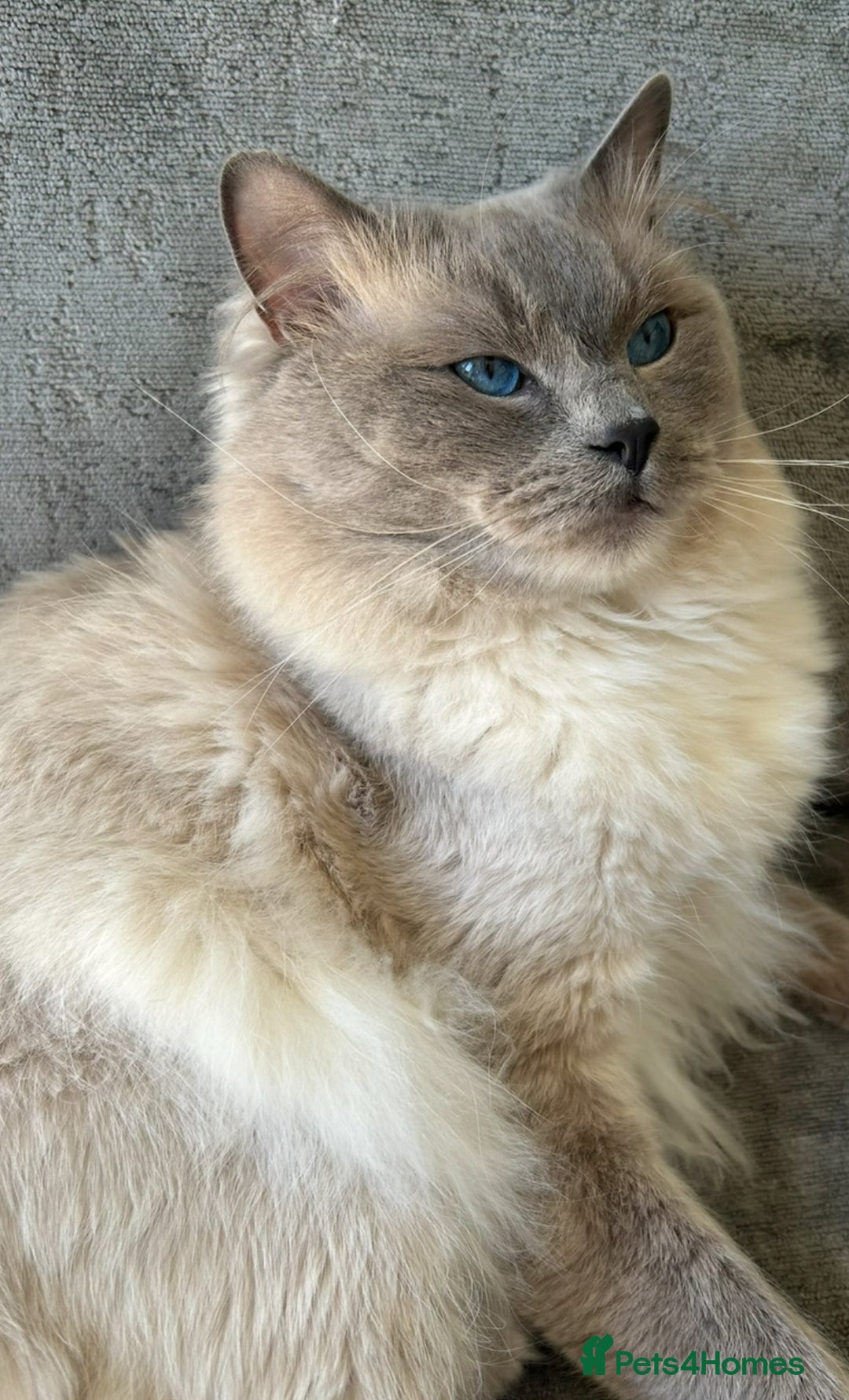Ragdoll cats for stud: Beautiful Blue point ragdoll for stud  - Image 5