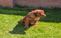 Cocker Spaniel dogs for sale: Beautiful black working cocker spaniel puppies  - Image 4