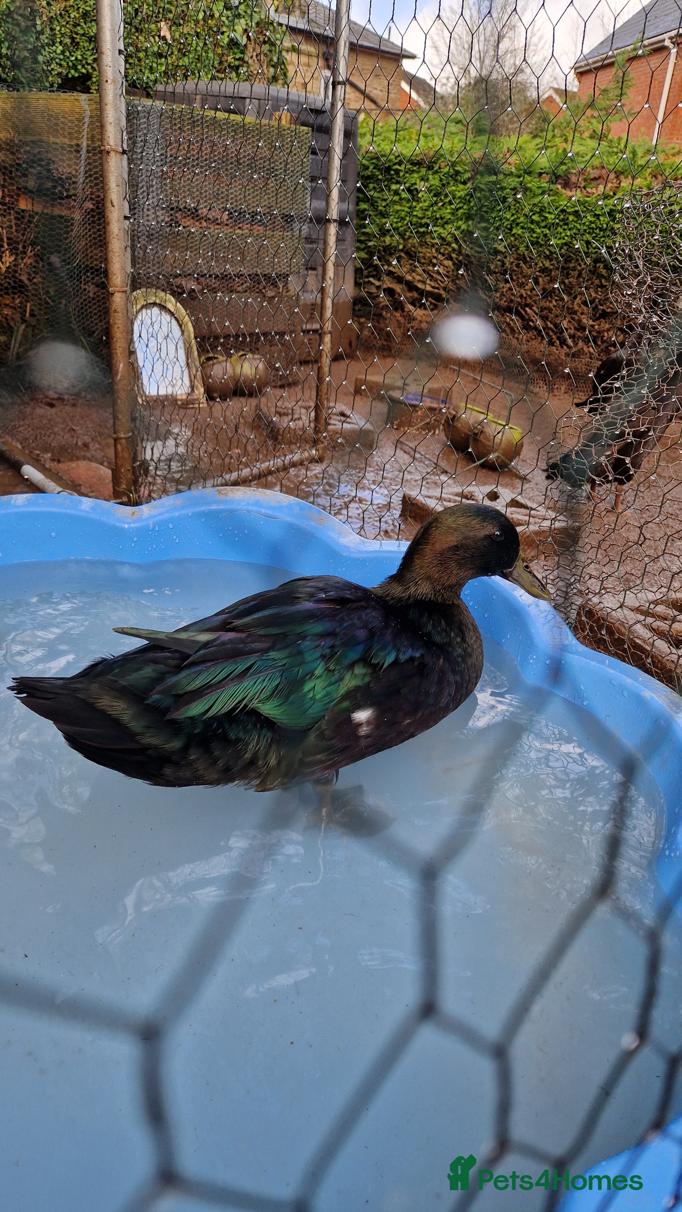 Ducks poultry 2 female Cayuga ducks - Advert 1