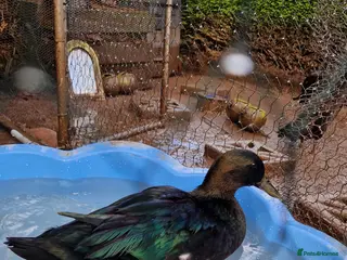 Ducks poultry 2 female Cayuga ducks - Advert 1