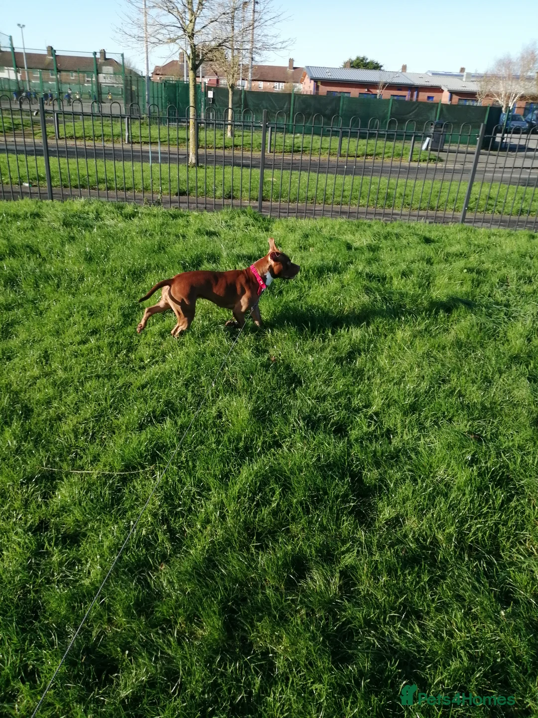 Mixed Breed dogs for sale: Staff x for sale must go today  - Advert 3