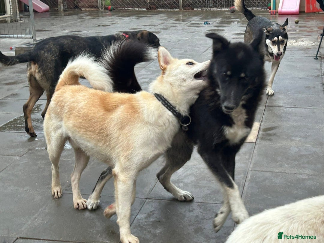 Mixed Breed dogs for adoption: Renato - Norwich Norfolk  - Image 10