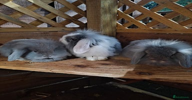 Mixed Breed rabbits - Advert 5