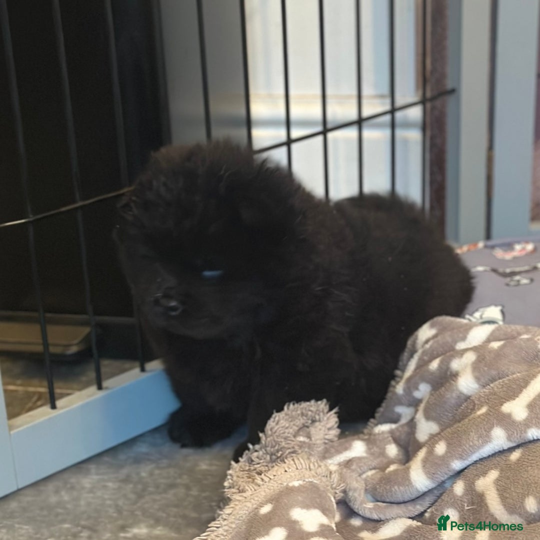 Chow Chow dogs for sale: KC reg chow chows  - Advert 7