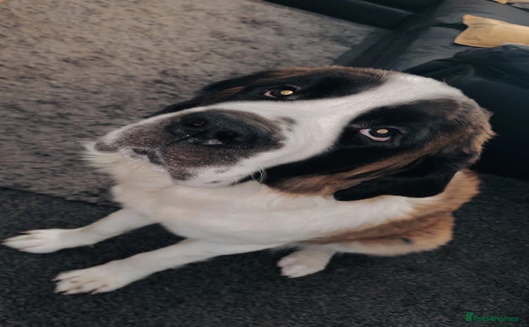 Saint Bernard dogs - Advert 1