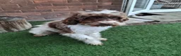 Cockapoo dogs for sale: ** Adorable Female Cockapoo** in Cannock - Advert 12