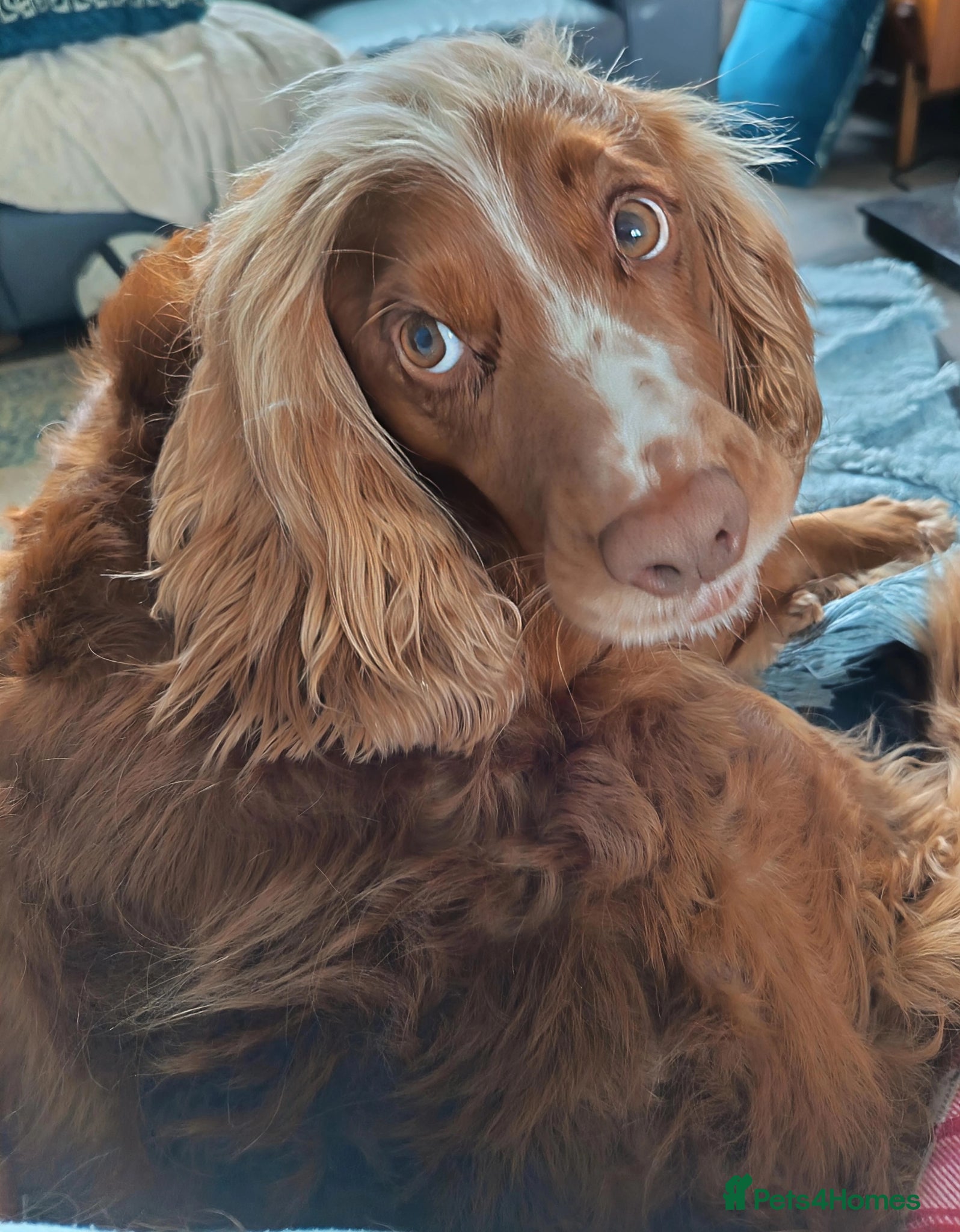 Cocker Spaniel dogs Handsome Happy Working Cocker  - Advert 1