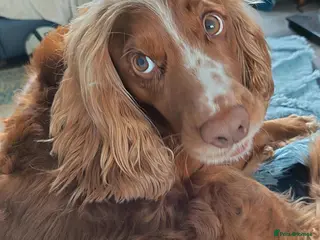 Cocker Spaniel dogs Handsome Happy Working Cocker - Advert 1