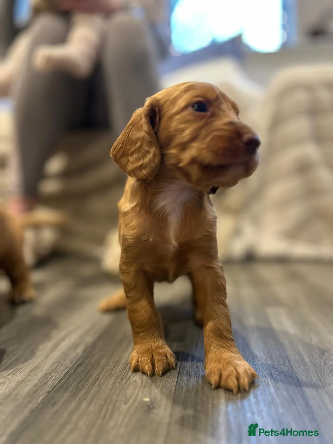 Cocker Spaniel dogs for sale: Working cocker spaniel puppies  - Advert 17