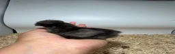 Chickens poultry for sale: 🐥🐣🥚USA Bearded silkies🐥Vorwerk🐥Brahmas🥚🐣🐥 - Advert 34