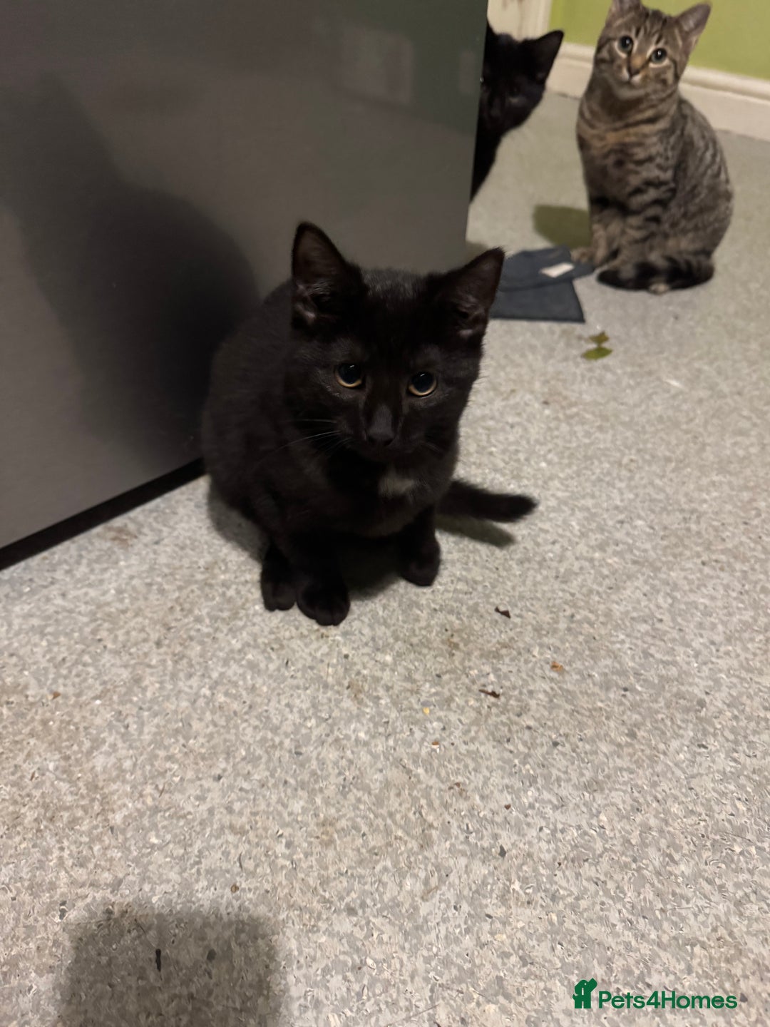 Mixed Breed cats for sale: Male kittens - Advert 5