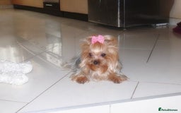 Yorkshire Terrier dogs for sale: Tiny Miniature Yorkshire Terrier puppies  - Image 5