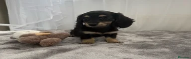 Miniature Dachshund 4