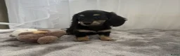 Miniature Dachshund dogs for sale: Beautiful long coat puppies ready now - Advert 38