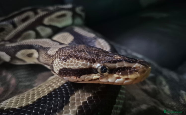 Python Snake reptiles for sale - Advert 2