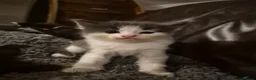 Norwegian Forest Cat cats for sale: Ragdoll x Norwegian forest kittens - Advert 12